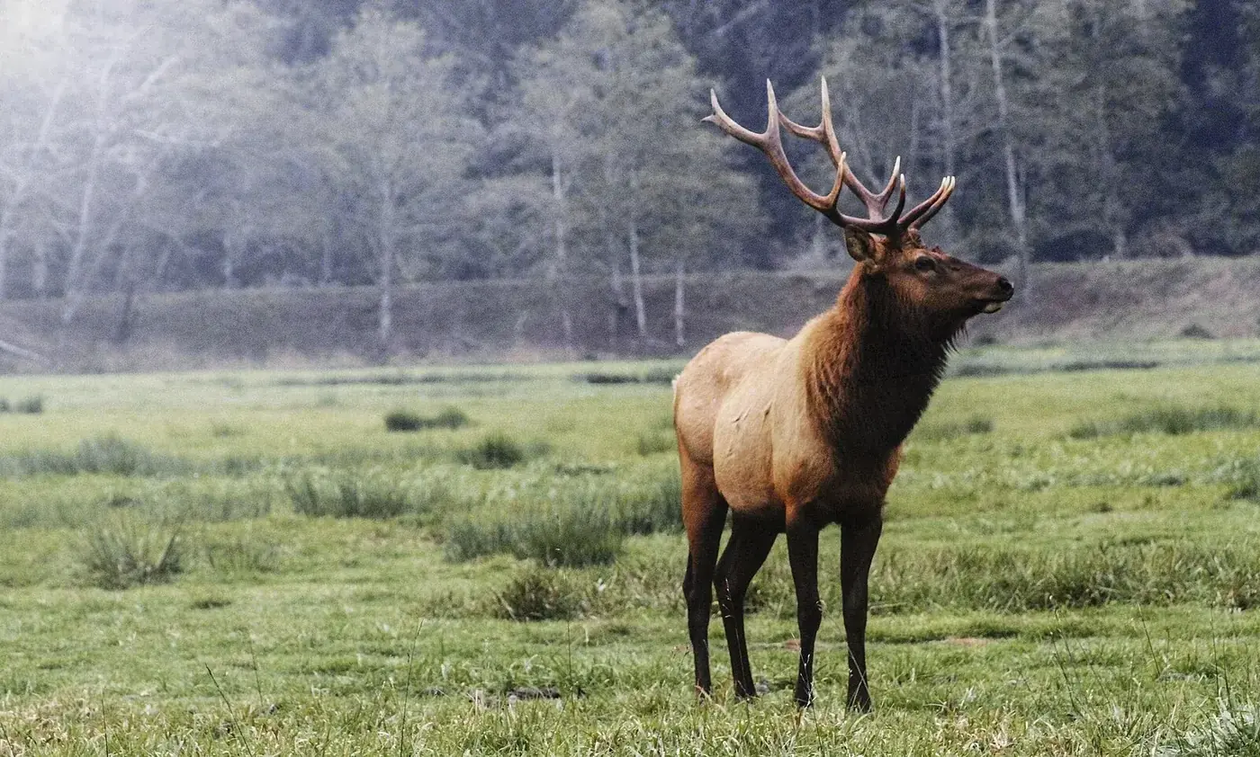 Roosevelt elk at Dean Creek Elk Viewing Area